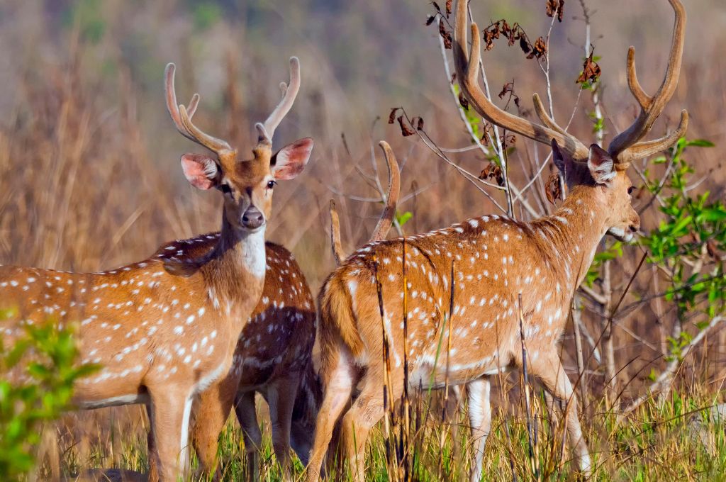 Bardia Jungle Safari Tour in Nepal – The Ultimate Wildlife Adventure
